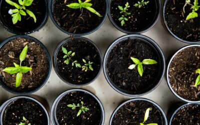 What Gardening Taught Me About Nurturing a Sustainable Marketing Strategy